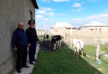 Полицейские отыскали заблудившуюся корову с теленком