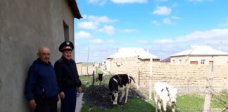 Полицейские отыскали заблудившуюся корову с теленком