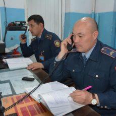 В Арысском районе полицейские вернули похищенный скот местному жителю, который даже не знал о краже.