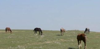 Полицейские Туркестанской области задержали преступную группу скотокрадов
