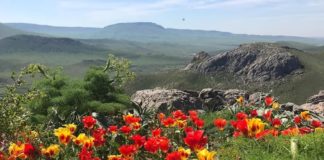 Полицейские Туркестанской области задержали мужчину за срыв краснокнижных тюльпанов тюльпаны Грейга