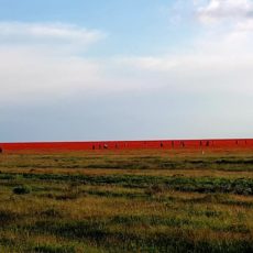 В степях Южного Казахстана полыхает маковый пожар