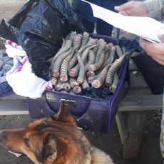 Житель Узбекистана пытался вывезти 148 свежеспиленных сайгачьих рогов