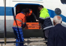 «Красотки» прилетели в Мангистау авиарейсом из Шымкента дрофа-красотка