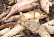 В Шымкенте оштрафовали виновника гибели рыбы на Кошкар-ате На реке Кошкарата в Шымкенте произошел мор рыбы