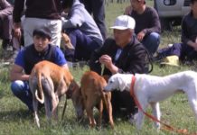 Масштабная выставка охотничьих собак прошла в Шымкенте Масштабная выставка охотничьих собак прошла в Шымкенте