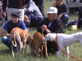 Масштабная выставка охотничьих собак прошла в Шымкенте
