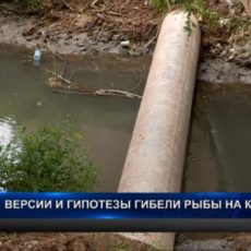 Рабочие версии и гипотезы массовой гибели рыбы на Кошкарате Массовая гибель рыбы в Кошкарате
