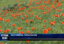 Южные степи Казахстана первыми надели наряд из тюльпанов Южные степи Казахстана первыми надели наряд из тюльпанов