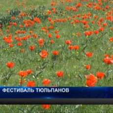 Южные степи Казахстана первыми надели наряд из тюльпанов Южные степи Казахстана первыми надели наряд из тюльпанов