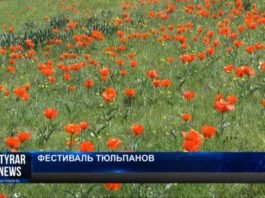 Южные степи Казахстана первыми надели наряд из тюльпанов