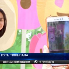 В Шымкенте проходит фестиваль «Путь тюльпана» В Шымкенте проходит фестиваль "Путь тюльпана"
