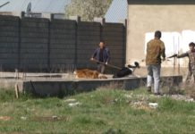 В Шымкенте на изоляцию одной бродячей собаки из госбюджета выделяется три тысячи тенге Отлов бродячих собак в частном секторе Шымкента