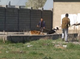 Отлов бродячих собак в частном секторе Шымкента