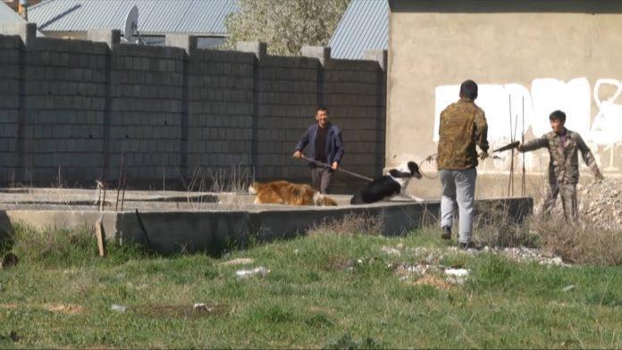 Отлов бродячих собак в частном секторе Шымкента