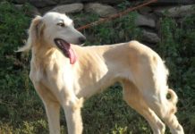 В Шымкенте пройдет выставка охотничьих собак