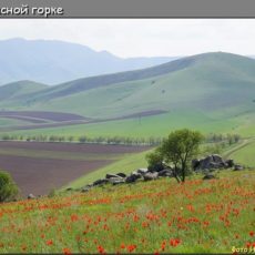 Драма в степи: любовный треугольник (видео)