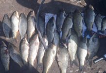 Улов браконьеров в Туркестанской области — 300 кг