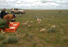 1586 дроф-красоток выпустили в Туркестанской области