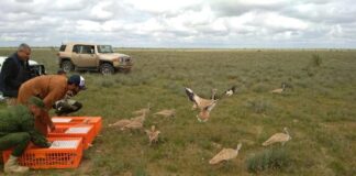 1586 дроф-красоток выпустили в Туркестанской области