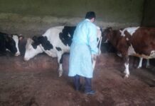 В Шымкенте началась обработка от клещей дезинфекция