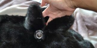 Жетысайские полицейские вернули хозяйке украденную шубу кража шубы