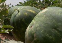 В Туркестанской области арбузы будут выращивать по новой технологии