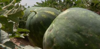 В Туркестанской области арбузы будут выращивать по новой технологии