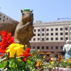 Как реагируют на алматинскую белку туристы и сами горожане