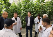 Туркестанские овощи будут экспортировать в Татарстан