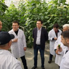 Туркестанские овощи будут экспортировать в Татарстан