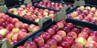 Мошенничество на яблоках провернул азартный аферист в Сайрамском районе