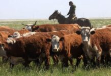 В Кентау мошенник заработал на доверчивости местной жительницы 45 млн тенге коровы