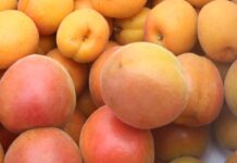 Первые местные абрикосы стали продавать на рынках Шымкента и Туркестанской области