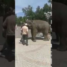 Жителей Шымкента восхитил слоненок, гуляющий по улице Жителей Шымкента восхитил слоненок, гуляющий по улице