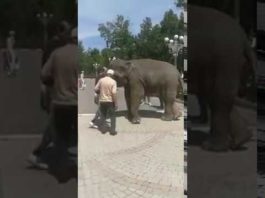 Жителей Шымкента восхитил слоненок, гуляющий по улице