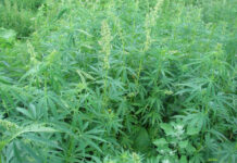 Свыше 600 кустов конопли обнаружено во дворе дома шымкентца кусты марихуаны