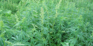 Полицейские Туркестанской области задержали преподавателя с 9 кг марихуаны кусты марихуаны