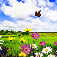 Не майтесь грустью – май встречайте!