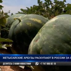 Жетысайские арбузы раскупают в России за один день Арбузы