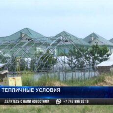 В Шымкенте в микрорайоне Асар возобновили подачу технической воды теплица