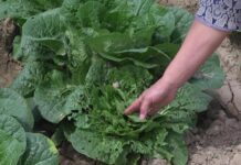 Вредители атакуют поля шымкенстких декхан