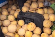 20 тонн дынь из Туркестанской области не пустили в Челябинскую область бахчевые, подкарантинная продукция