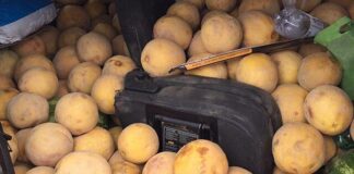 20 тонн дынь из Туркестанской области не пустили в Челябинскую область бахчевые, подкарантинная продукция