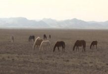 В Шымкенте выявили незаконный забойный цех в ходе операции «Скотокрад»