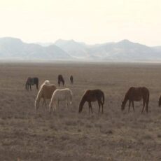 В Шымкенте выявили незаконный забойный цех в ходе операции «Скотокрад»