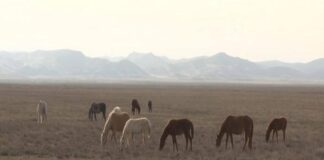 В Шымкенте выявили незаконный забойный цех в ходе операции «Скотокрад»