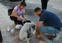 Волонтеры из Шымкента позаботились о животных, оставшихся в Арыси без хозяев Волонтеры из Шымкента позаботились о животных, оставшихся в Арыси без хозяев