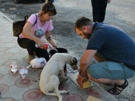Волонтеры из Шымкента позаботились о животных, оставшихся в Арыси без хозяев