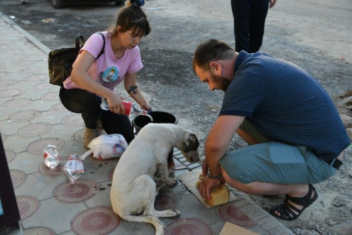 Волонтеры из Шымкента позаботились о животных, оставшихся в Арыси без хозяев